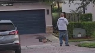 Cutler Bay gator takes family by surprise [upl. by Lsiel]