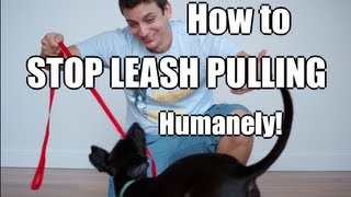 How to Train Your Dog to NOT PULL on the Leash [upl. by Llerrod488]