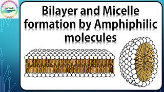 Bilayer and Micelle formation by Amphiphilic molecules [upl. by Trenna]