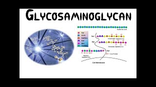 Carbohydrates Lecture 9 Heteropolysaccharides Glycosaminoglycans [upl. by Larrie]