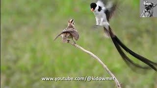 Beautiful PINTAILED WHYDAH Courtship Dance Singapore [upl. by Accire]