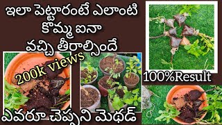 How to grow plants from cuttings  కొమ్మలతో మొక్కలు నాటే సులువైన పద్దతి [upl. by Atalante]