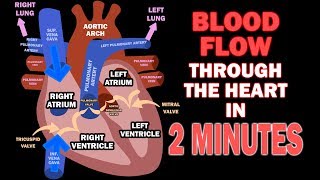 Blood Flow through the Heart in 2 MINUTES [upl. by Altis]