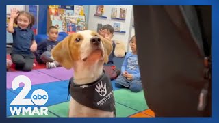 Former Puppy Bowl player becomes therapy dog [upl. by Alair]