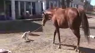 Sporty the jack russell terrier leads a horse [upl. by Nidorf]