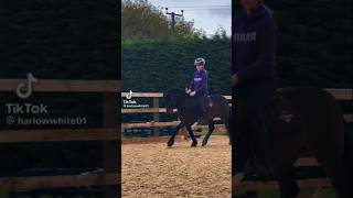 foryou harlow horse equestrian fypシ゚viral subscribe [upl. by Cassell]