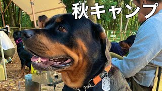 超デカい犬連れでも絶対楽しめるキャンプ場に行ってきた【ロットワイラー】 [upl. by Zarah]