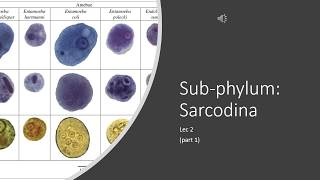 Protozoan Parasitology Lec 2 Sarcodina part 1 [upl. by Hunter464]