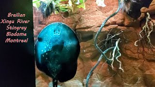 Brazilian Xingu river stingray at the Montreal Biodome [upl. by Rimidalv230]