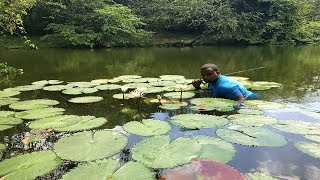 pesca de pez betta lagunero y flor de loto [upl. by Araid]