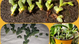 Ice plant Corpuscularia Lehmani propagation Updates [upl. by Ellekcim647]