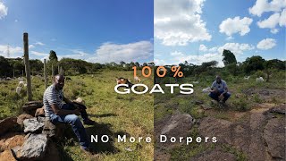 No More Dorper Sheep in our Farm 100 Goats [upl. by Nidnal]