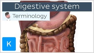 Digestive system  Anatomical terminology for healthcare professionals  Kenhub [upl. by Nickelsen]