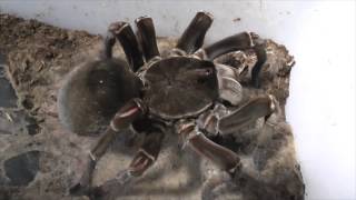 Tarantula feeding video 4 [upl. by Erdeid685]