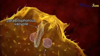 Trypanosoma cruzi  Parasitic Life Cycle in Human Host [upl. by Stanly]