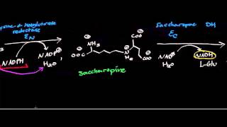 Biochemistry  Catabolism of Lysine to GlutarylSCoA [upl. by Airotciv]