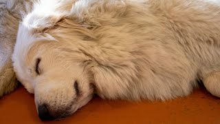 A History of the Great Pyrenees A Majestic Breed [upl. by Kedezihclem]