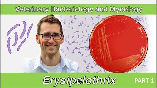 Erysipelothrix Part 1  Veterinary Bacteriology and Mycology [upl. by Ahtekahs]