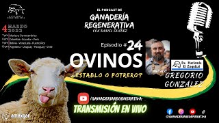 OVINOS  ¿ESTABLO O PASTOREO  Gregorio González  Episodio 24 [upl. by Ajiak922]