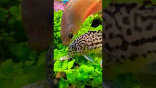 Julii Cory and Honey Gourami Fighting for Food [upl. by Jenilee]