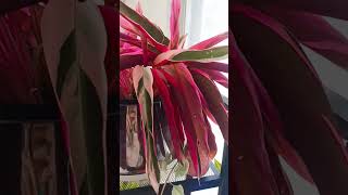 Stromanthe triostar indoor plantsplants springgarden plantas garden indoorplants shorts video [upl. by Sabine684]