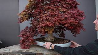 Maple Bonsai inspiration [upl. by Nuli]