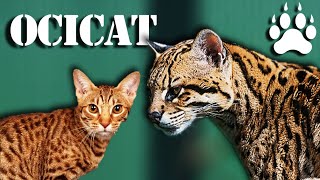 OCICAT  The domestic cat version of the Ocelot [upl. by Ping]