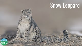 Himalayan Ibex in Peril The Snow Leopards Stealthy Pursuit [upl. by Zoller]