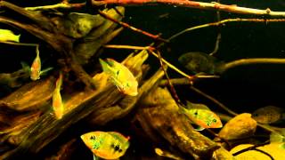 Central American Display Aquarium Mexico Theme [upl. by Noreik]