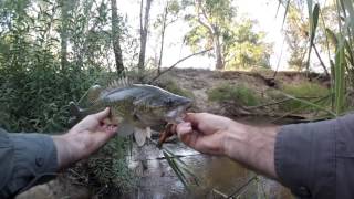 Murray Cod on Jackall Swimbaits Gantarel Jr Chibitarel Gantia [upl. by Bixler]