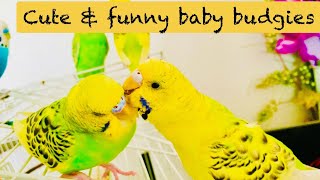 Baby budgies funny video parakeet sounds for lonely birds watch for cat tv birds budiges parrot [upl. by Enoob24]