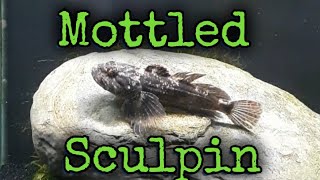 Mottled Sculpin action [upl. by Nyleak766]