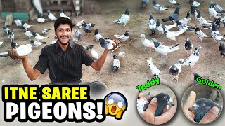 Itne Sare Pigeons 😲 High Flyer Pigeon Breeding Setup  pigeon new setup  Janwaron Ki Zindagi [upl. by Kriste552]