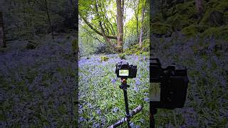 BLUEBELLS are EVERYWHERE around ME forestphotography landscapephotography naturalphotography [upl. by Minnnie279]