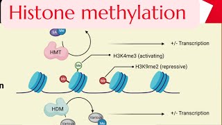 Part5 Histone Methylation gene regulation in Eukaryotes Molecular biology Gene expression [upl. by Ayekram33]