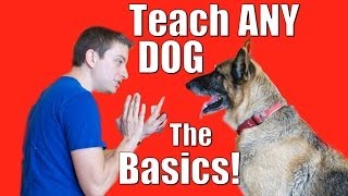 Dog Training 101 How to Train ANY DOG the Basics [upl. by Erait]