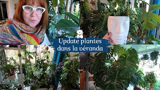 UPDATE PLANTES dans la véranda🌿 Des fleurs 🌸des nouvelles feuilles🌿 et des cochenilles 😅 [upl. by Ernst829]