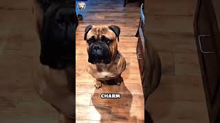 Bull Mastiff 101 🐶🦁❤️Think YOU Can Handle This Powerful amp Loyal Breed 🤔🐶 bullmastiff mastiff dog [upl. by Swisher]