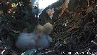 White bellied sea eagle chick  Rare friendly feeding 15082024 [upl. by Ninetta]