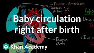 Baby circulation right after birth  Circulatory system physiology  NCLEXRN  Khan Academy [upl. by Ellehcram]