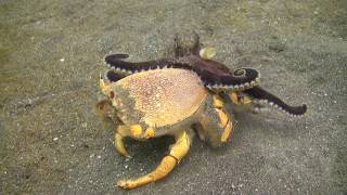 Octopus fighting crab [upl. by Bouchier]