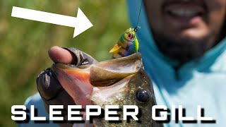 Megabass Sleeper Gill The Hottest Lure On The Market Catches Big Fish [upl. by Liakim128]