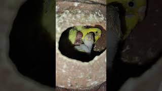 Budgies Breeding Colony progress budgiesbreedingprogress birds [upl. by Callery867]