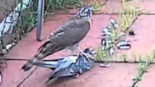 sparrowhawk snaps pigeons neck [upl. by Naraj]