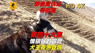 大型紀錄片【野狼復仇記】犬王篇04集，惡狼谷的冒險，犬王夜煞登場 [upl. by Ennayhc]