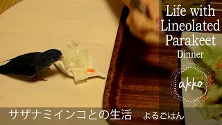 Life with Lineolated Parakeet 011 Dinner サザナミインコとの生活 よるごはん [upl. by Charil]