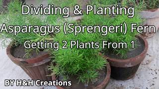 Dividing amp Planting Asparagus Sprengeri Fern [upl. by Ecyarg]