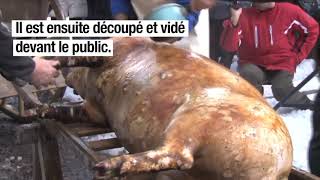 Quest ce que la tradition de la saintcochon [upl. by Coad]