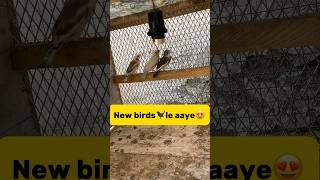 New birds🐦‍⬛le aaye😍 petlover minivlog vlog kabutarvlog kabutar birds finch budgies [upl. by Assennav605]