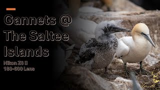 Gannets at The Saltee Islands [upl. by Narahs]